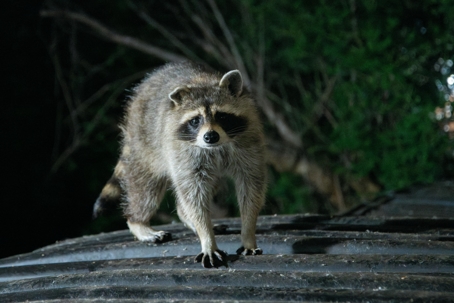 raccoon on metal roof